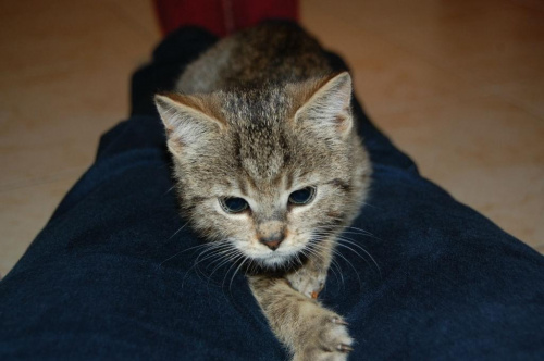 Koty do adopcji #adopcja #adopcje #Gliwice #kocięta #kot #kotki #koty #pomoc #przygarnę #schronisko #zaadoptuję #zwierzęta