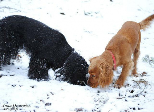 Luna i Czester #beagle #GłogówMłp #Niwa #pies #spaniel #Zabajka
