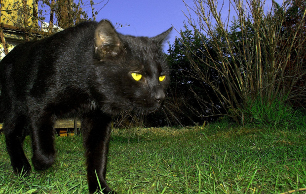 Polowanie #Czarny #kot #polowanie