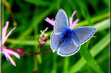 niebieski motylek.. ;D #motyl #makro #modraszek #owad