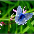 niebieski motylek.. ;D #motyl #makro #modraszek #owad
