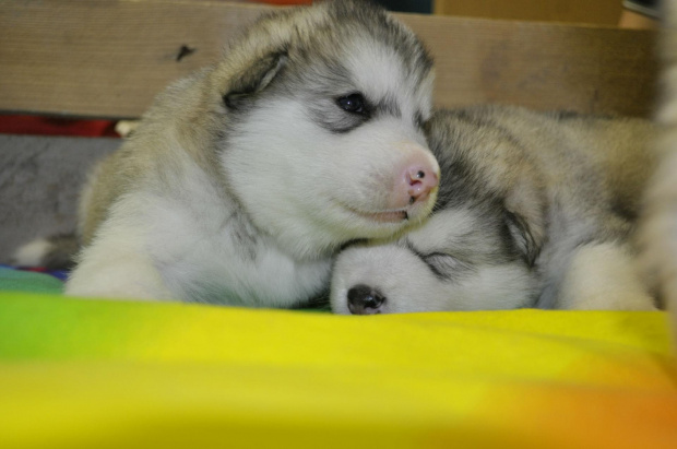 Alaskan Malamute #AlaskanMalamute