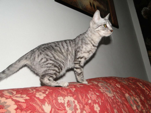 Koty do adopcji