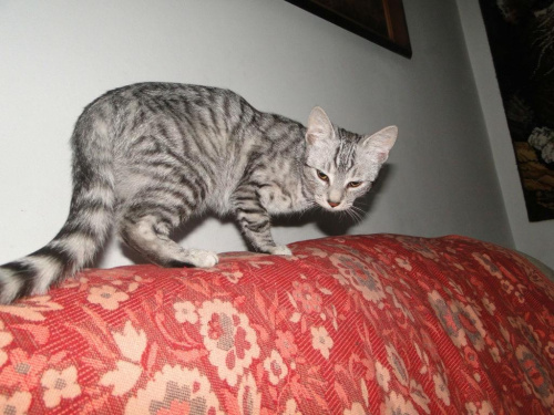 Koty do adopcji