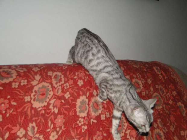 Koty do adopcji