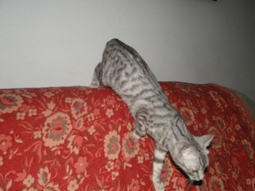 Koty do adopcji
