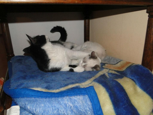 Koty do adopcji