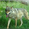 może szuka czerwonego kapturka ;D #wilk #psy #Wrocław #zoo