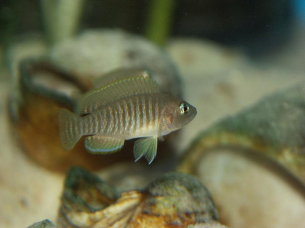 MULTIFASCIATUS