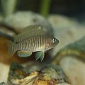 MULTIFASCIATUS