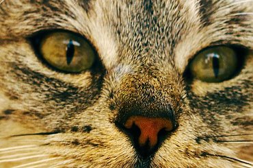 #kot #ssak #oczy #pyszczek #nos #nosek #wąsy #futro