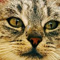 #kot #ssak #oczy #pyszczek #nos #nosek #wąsy #futro
