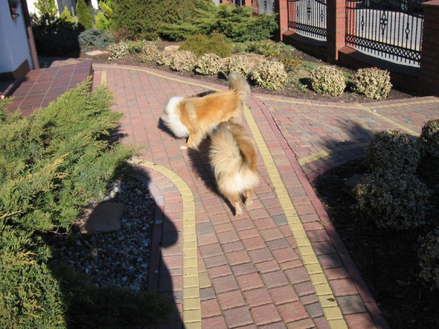 Sheltie, owczarek szetlandzki, Amber Sun FCI, wiosna 2012,NESH Sunny Boy #Sheltie #OwczarekSzetlandzki #AmberSunFCI #Wiosna2012 #NESHSunnyBoy