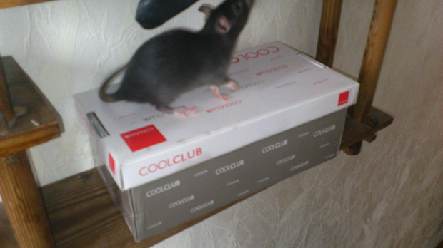 #szczurki