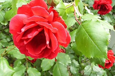 Różyczka #róża #natura #rosliny #kwiatki #roslinność #roslinnosc #macro #piękno #działka #dojrzewanie #rozkwit #lato #wiosna #ciepło #owoce #drzewka #ogród #ogrod #zbiory #plony #OwoceNatury #wieś #wioska