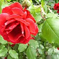 Różyczka #róża #natura #rosliny #kwiatki #roslinność #roslinnosc #macro #piękno #działka #dojrzewanie #rozkwit #lato #wiosna #ciepło #owoce #drzewka #ogród #ogrod #zbiory #plony #OwoceNatury #wieś #wioska