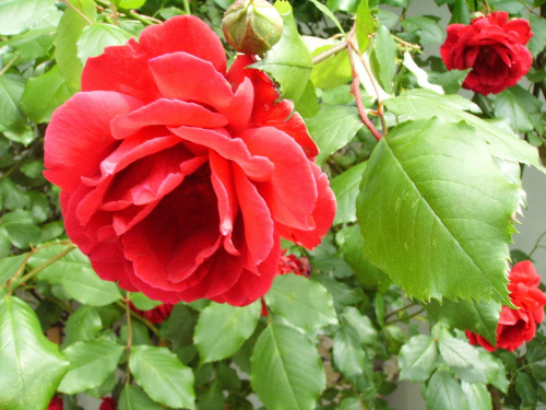 Różyczka #róża #natura #rosliny #kwiatki #roslinność #roslinnosc #macro #piękno #działka #dojrzewanie #rozkwit #lato #wiosna #ciepło #owoce #drzewka #ogród #ogrod #zbiory #plony #OwoceNatury #wieś #wioska