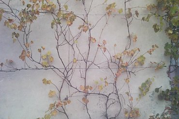 Reform na murze przed cięciem. #winorośl #winogrona