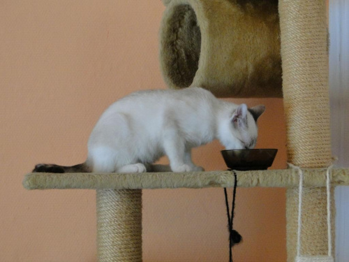 Koty do adopcji #adopcja #adopcje #Gliwice #kocięta #kot #kotki #koty #pomoc #przygarnę #schronisko #zaadoptuję #zwierzęta