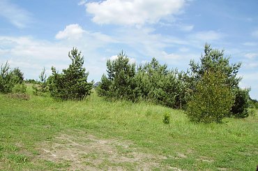 widoki na działce #ciepło #dojrzewanie #drzewka #działka #kwiatki #lato #macro #natura #ogrod #ogród #owoce #OwoceNatury #piękno #plony #roslinnosc #roslinność #rosliny #rozkwit #wieś #wioska #wiosna #zbiory #niebo