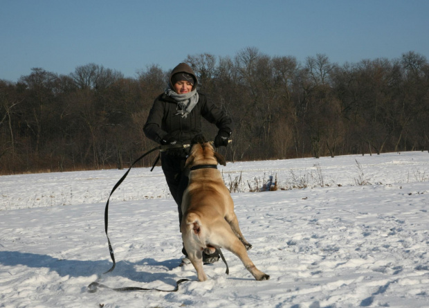 boerboel Szejk, Shek Xantiland, #boerboel #mastif #Shek #Szejk