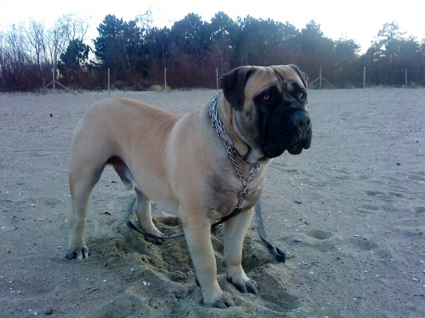 Boerboel Szejk, Shek Xantiland marzec 2012 #boerboel #Shek #Szejk #Xantiland