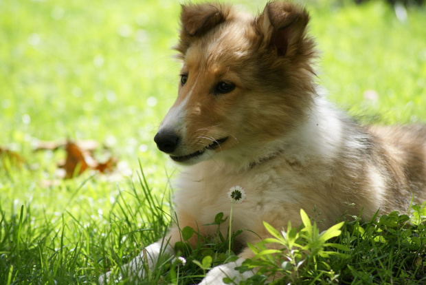 3 miesięczny owczarek Collie