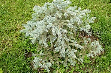 ogródek #ogród #natura #rosliny #kwiatki #roslinność #roslinnosc #macro #piękno #działka #dojrzewanie #rozkwit #lato #wiosna #ciepło #owoce #drzewka #ogrod #zbiory #plony #OwoceNatury #wieś #wioska #ogródek #świerk