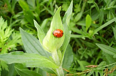 Biedronka spacerująca po mokrym listku #biedronka #biedrona #zwierze #macro #listki #mokro #wilgoć #krople #kropki #biedroneczka #owad #czerwień #zwierzak