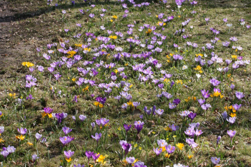 krokusowa łączka #kwiaty #krokusy #wiosna