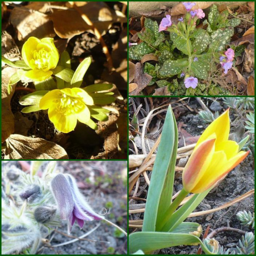 #sasanki #tulipany #wiosna