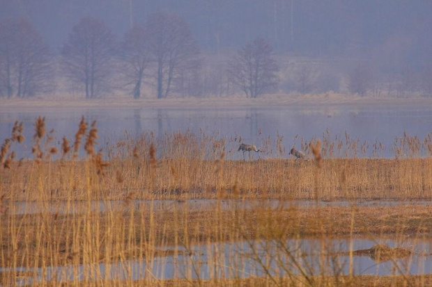 Przedwiośnie_2012