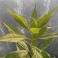 Chitalpa / x Chitalpa teshkentensis