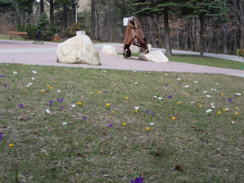 Blaszany parkowy miś z Karpacza bardzo lubi kwiatki :) #karpacz #krokusy #park #wiosna