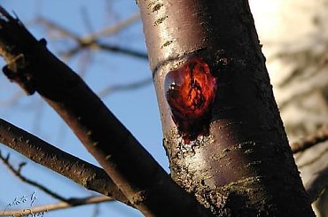 krew drzewa #drzewo #krew #sok #czereśnia