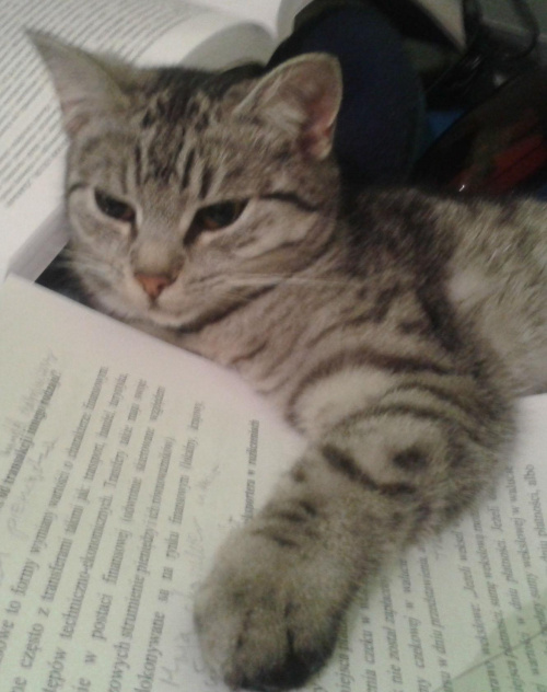 Nutka1 #koty