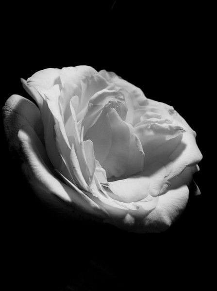 White Rose
(zainspirowane piosenkę Blackmore's Night, Ghost of a Rose)
