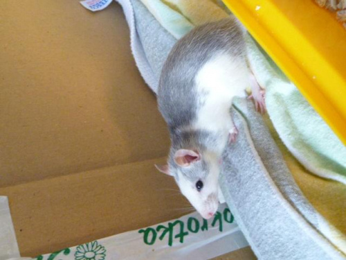 Lili #Szczury