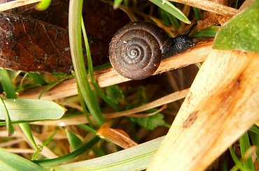 ślimak #deszcz #krople #ślimak #trawa #woda