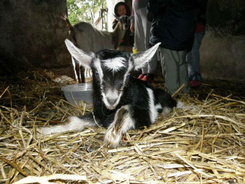 Xsara - urodzona 15 kwietnia 2012 #kozy #kózki