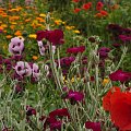 #kwiaty #ogród #kolor #natura #lato