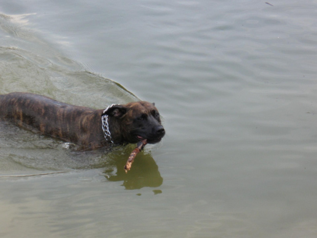 #Amstaff #pies