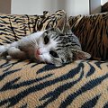 Koty do adopcji #koty #kot #adopcje #adoptuję #przygarnę #Gliwice #schronisko #zaadoptuję #szukam