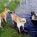 Nina & Rekin & Luna.. ;D;D rodzinka prawie w komplecie ;D;D #pies #psy #zwierzęta #ZwierzętaDomowe