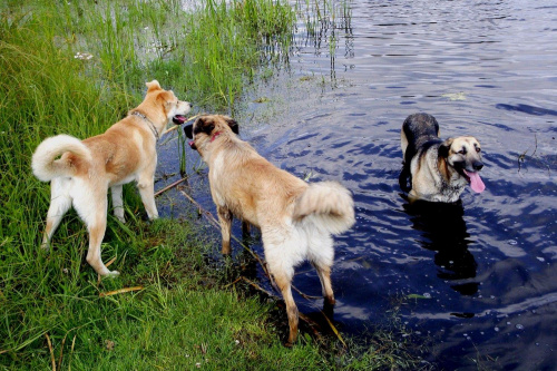 Nina & Rekin & Luna.. ;D;D rodzinka prawie w komplecie ;D;D #pies #psy #zwierzęta #ZwierzętaDomowe
