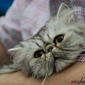 #KociDomek #kotki #koty #KotyPerskie #maurycy #moryc #pers #selcia #selena #StronaOKotach #vodu #zaria