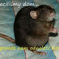 #szczur #szczury #rat #rats