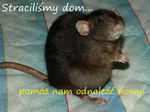 #szczur #szczury #rat #rats