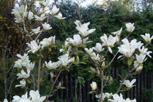 kremowa magnolia