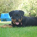 ricca #rottweiler